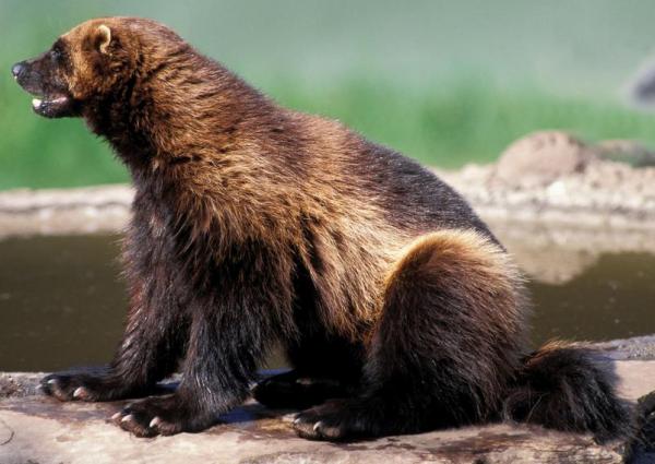 盤點5種非常“低調”的一級保護動物