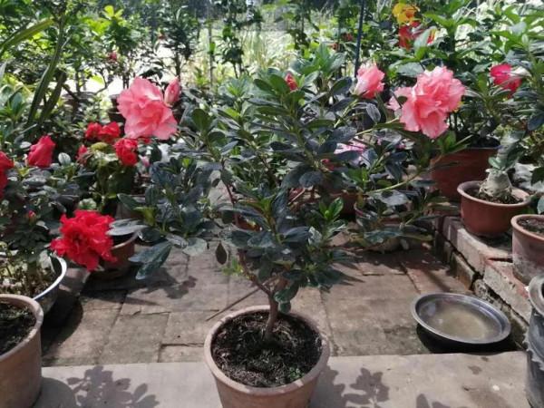 公認的4種一次性花,養護難度高,經驗少的朋友別入“坑” 公認的4種一次性花,養護難度高,經驗少的朋友別入“坑”