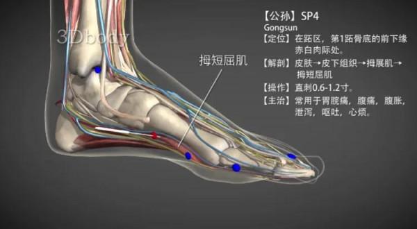 公孫穴—調理脾胃功能 公孫穴—調理脾胃功能