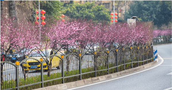 乘著開往春天的列車，前方到站沙坪壩！