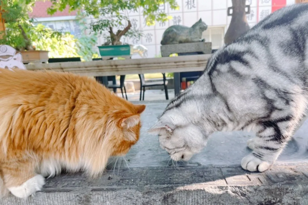 盤點 | 小貓咪那些奇奇怪怪的“酸角”關係