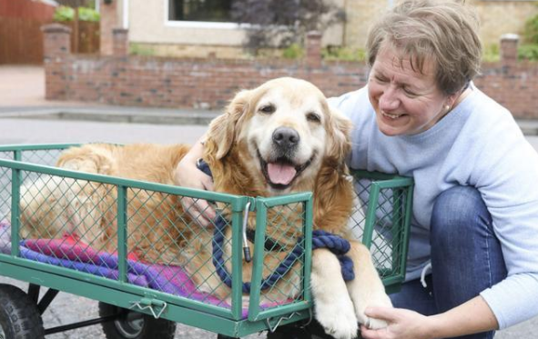 你可能不知道,其實這幾種方式,是老年狗在“告別” 你可能不知道,其實這幾種方式,是老年狗在“告別”