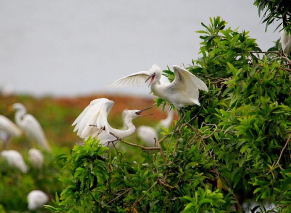 聊齋故事：萬物有靈性，飛鳥也會報仇，切莫輕易傷害