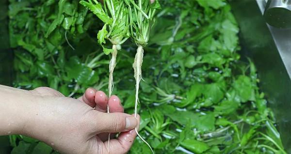 冬日裡的7種“野菜”,以前漫山遍野都是,現在也還是美味佳餚 冬日裡的7種“野菜”,以前漫山遍野都是,現在也還是美味佳餚