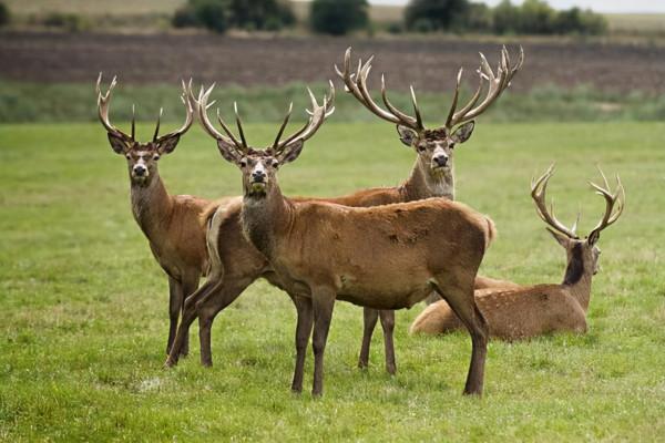 新麓新疆鹿場：帶你近距離觀看美麗的馬鹿