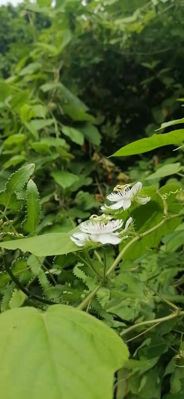 雲彩下的山城系列（四）
