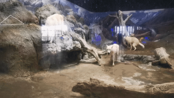 不穿秋褲的極地動物如何禦寒? 不穿秋褲的極地動物如何禦寒?