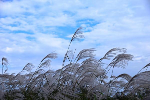 川原秋色靜，蘆葦晚風鳴（之三）