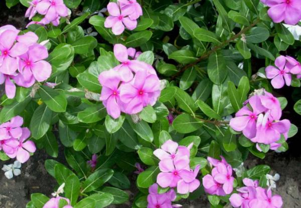 陽臺盆栽養花選這3樣,開花多、花期長,掐個枝就能育苗成功 陽臺盆栽養花選這3樣,開花多、花期長,掐個枝就能育苗成功