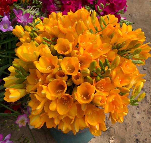 5種花，香氣濃郁，久聚不散，花一開“富貴滿家”