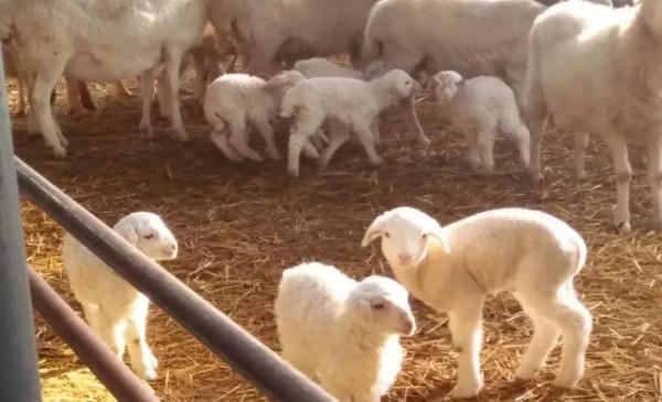 新生羔羊做好這幾步才能提高存活率