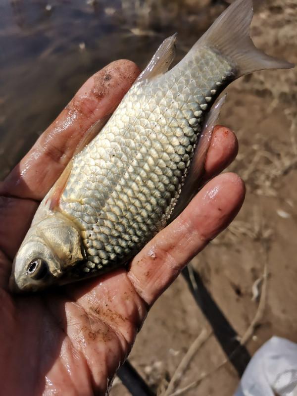 [十週年亅艱難釣魚路,我用妙招撬開鯽魚口 [十週年亅艱難釣魚路,我用妙招撬開鯽魚口