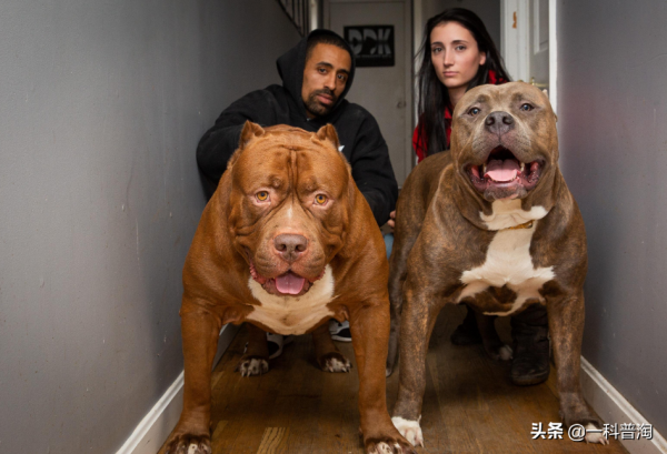 世界上最兇猛的十大惡犬，日本土佐上榜，藏獒只能屈居第二