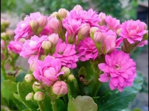 這一年 我的花花草草 驚豔了我的小院 驚豔了我的心