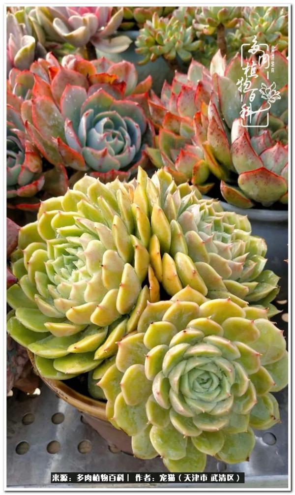 人生紛亂奈我幾何，與多肉相伴度年華