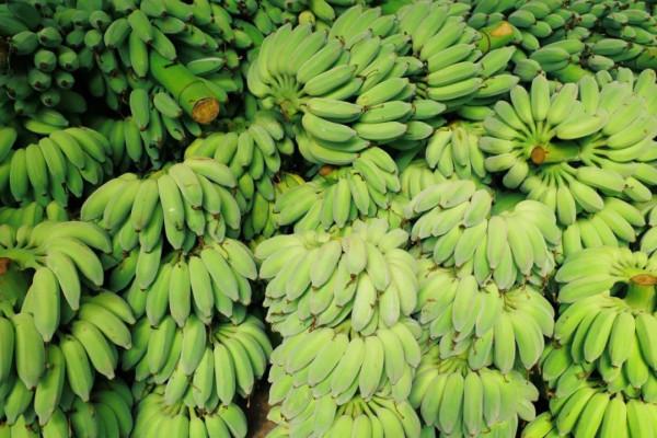 在這裡我毫不焦慮，還實現了水果自由