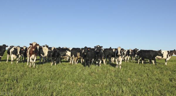 養牛人關注!​10月份美國升為中國第四大牛肉來源國 養牛人關注!​10月份美國升為中國第四大牛肉來源國