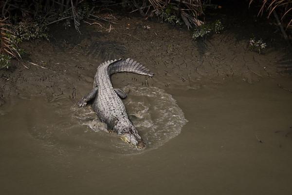 印度的桑達班斯:人們與野生老虎面對面生活的地方 印度的桑達班斯:人們與野生老虎面對面生活的地方