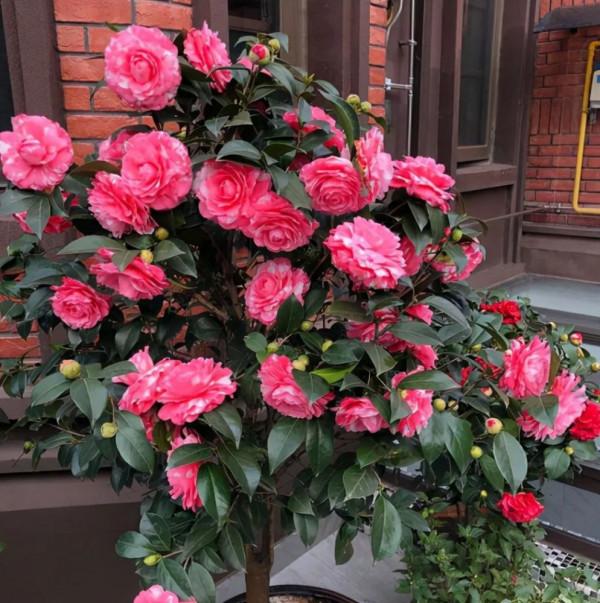 12種花，建議養一盆，不僅吸收廢氣，還有“旺財添福”的美好寓意