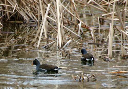 遷息的候鳥還能回來嗎？