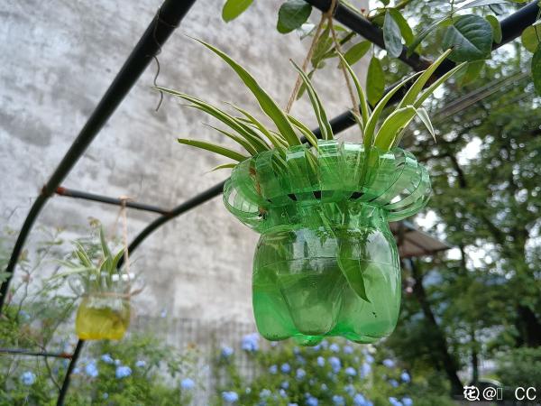 誰說養花只能用花盆！水壺易拉罐都是寶，能插葉子就能養花