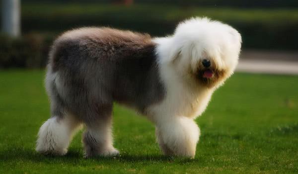 狗狗品種介紹大全！我們應該怎麼挑選適合自己的狗狗？