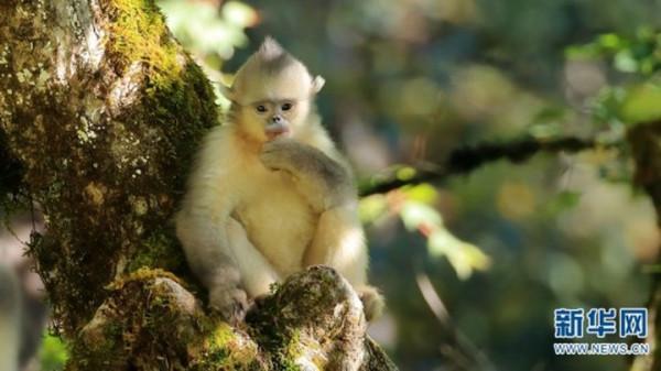 萌化了!滇金絲猴“幼崽”花式追逐打鬧 萌化了!滇金絲猴“幼崽”花式追逐打鬧