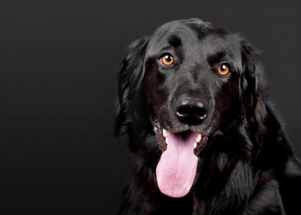 怪不得養“黑狗”的人這麼少,原來是因為這些 怪不得養“黑狗”的人這麼少,原來是因為這些