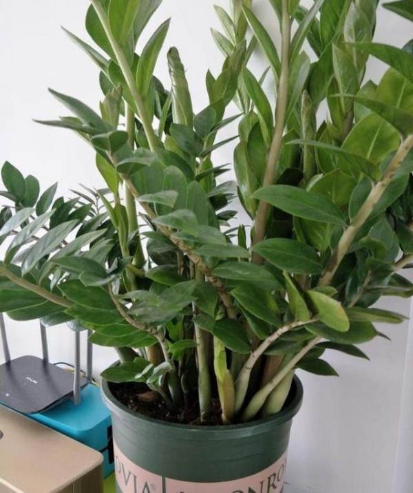 養金錢樹，4個“不將就”，保準葉片油綠，側芽爆不斷