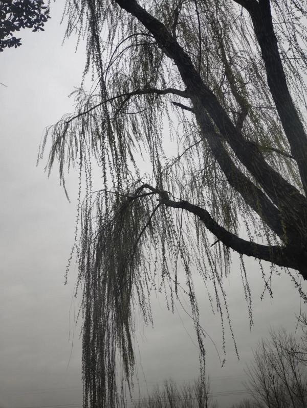 小小說:養豬 小小說:養豬