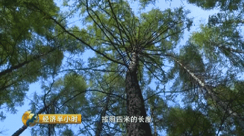 這是外國神樹?看看中國都曾引進過哪些?沒有對比就沒有傷害 這是外國神樹?看看中國都曾引進過哪些?沒有對比就沒有傷害