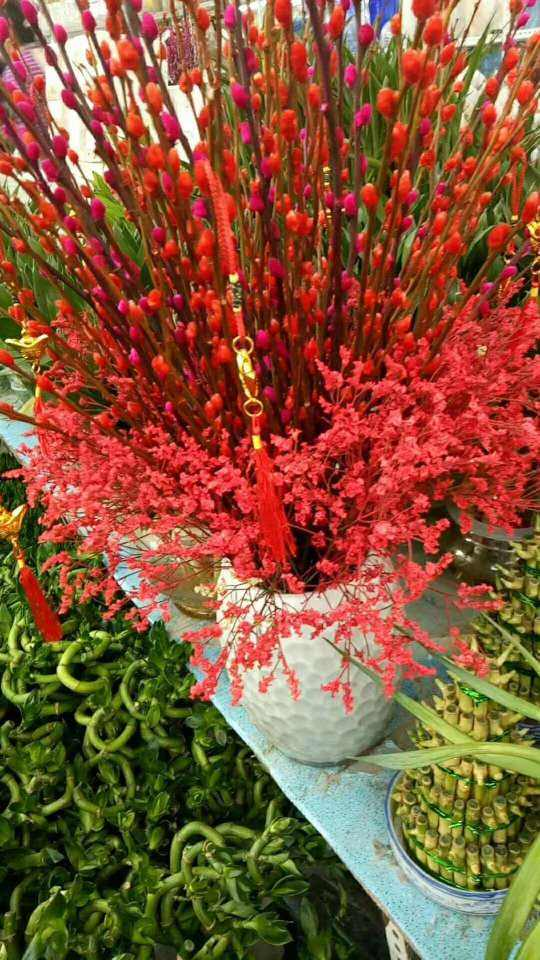 “家有銀柳,越過越有”,寓意銀兩到家,當之無愧的旺財花 “家有銀柳,越過越有”,寓意銀兩到家,當之無愧的旺財花