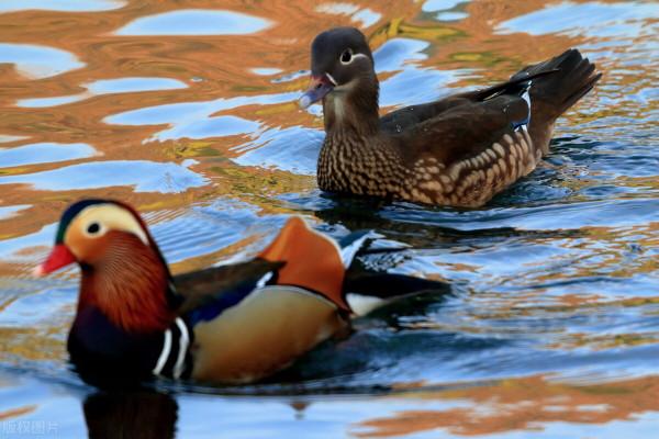 大自然之美——鴛鴦鳥