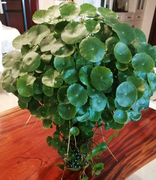 3種“吉祥花”，找個瓶子就能養，年關買寓意好，新手也能養一年