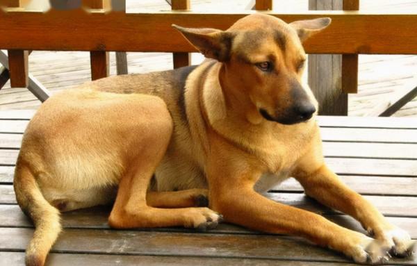 為什麼“土狗”棄養率這麼高？原因這5個，真讓人傷心