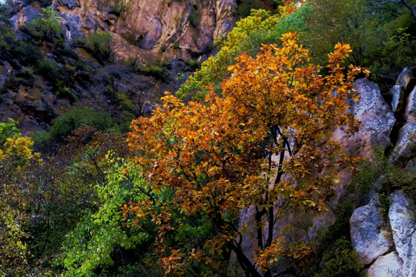 北京喇叭溝原始森林景區將於11月8號閉園 來年4月我們相約杜鵑花海 北京喇叭溝原始森林景區將於11月8號閉園 來年4月我們相約杜鵑花海