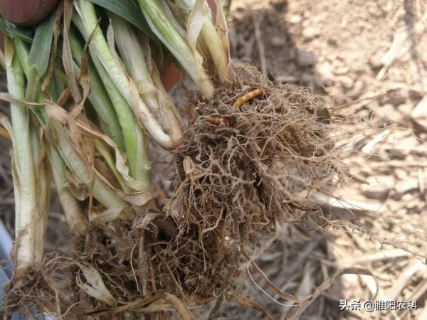 持效期八個月以上，這個新配方，徹底解決地下害蟲防治難題