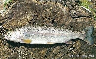 阿富汗人釣魚和吃魚嗎？