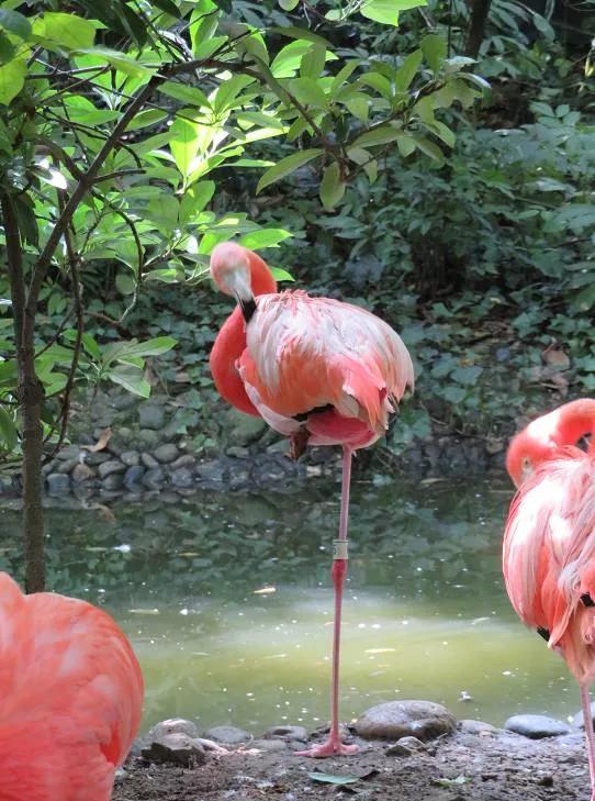 美麗優雅，自由瀟灑的火烈鳥，欣賞美圖