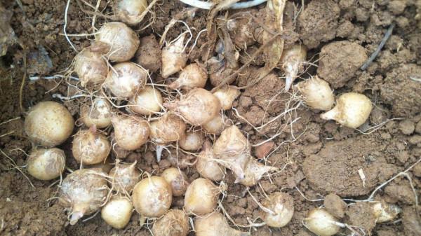 農村5種常見的野果有毒，不能吃要警惕，但價值珍貴，你知道多少