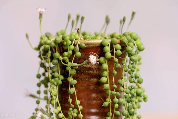 5種植物，不用怎麼養就能長成瀑布，省心省力還好看