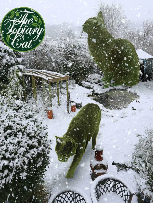 貓咪去世後被主人做成無人機，貓：沒想到死後還有一劫...