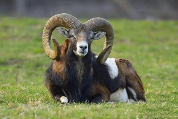 被自己“殺”死的動物，牙長太長戳穿自己腦殼，既心酸又好笑