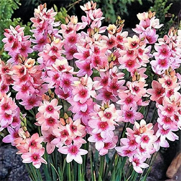 冬天土裡埋個&OpenCurlyDoubleQuote;洋蔥球&rdquo;，一個月開出&OpenCurlyDoubleQuote;富貴花&rdquo;，紅紅火火真喜慶