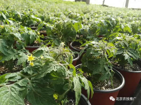 家庭百蔬園之矮生番茄 家庭百蔬園之矮生番茄