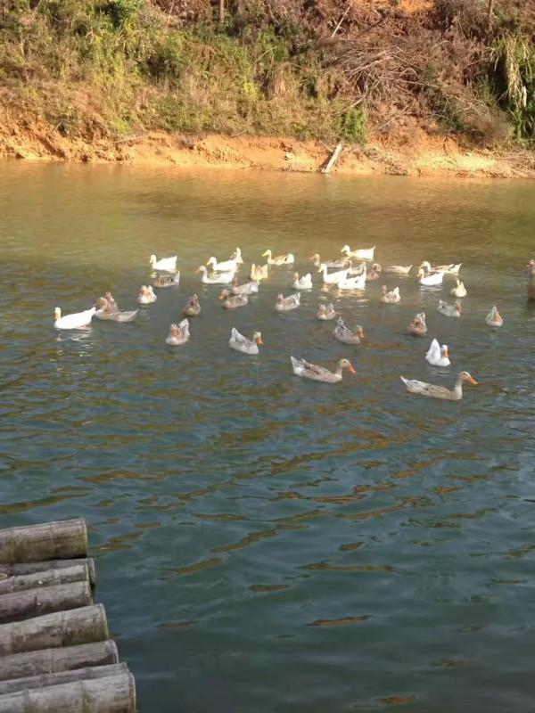 竹筒飯,叫花雞,烤番薯……廣東大山深處的美味 竹筒飯,叫花雞,烤番薯……廣東大山深處的美味
