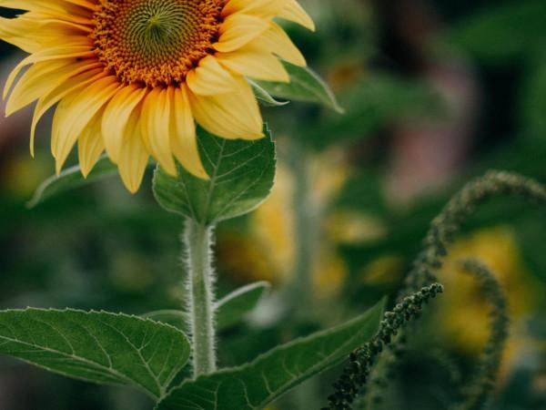 不留遺憾的人生，唯有努力