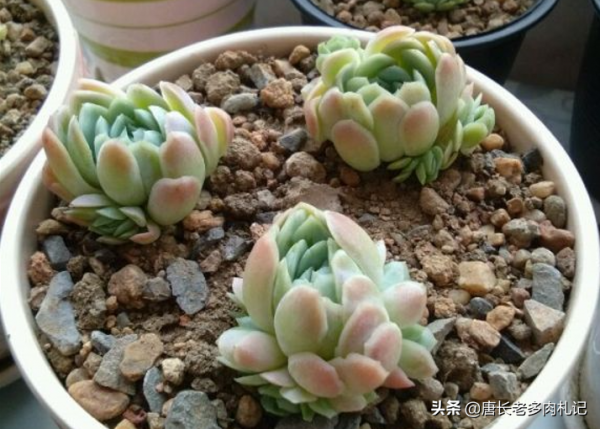 什麼樣的陶瓷盆養多肉好?讓我這個用了好幾種陶瓷盆的人來告訴你 什麼樣的陶瓷盆養多肉好?讓我這個用了好幾種陶瓷盆的人來告訴你