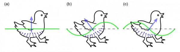 鴨子游泳為什麼要排成一排？