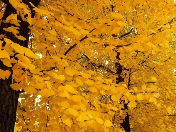 快來，房山這條“金色”打卡聖地又到最美時刻！多圖記錄美好瞬間